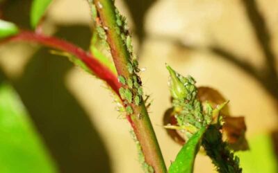Common Pests in Summer